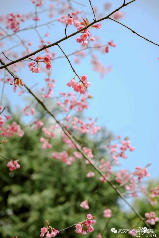 赏花胜地，有机会一定要去看看。-4.jpg