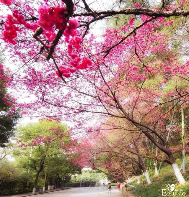 赏花胜地，有机会一定要去看看。-3.jpg