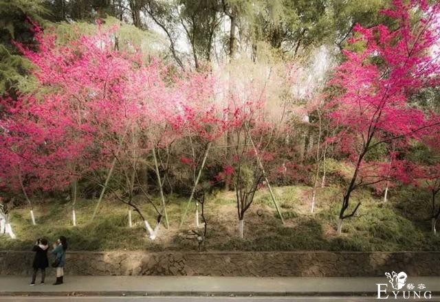 赏花胜地，有机会一定要去看看。-1.jpg