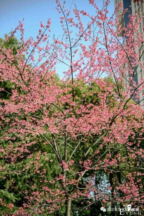 赏花胜地，有机会一定要去看看。-6.jpg