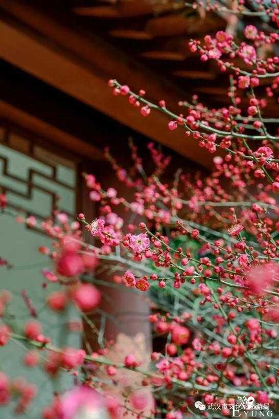 赏花胜地，有机会一定要去看看。-7.jpg