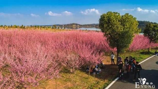赏花胜地，有机会一定要去看看。-11.jpg