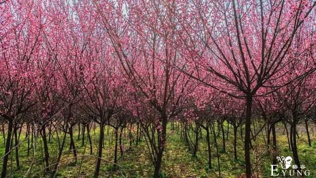赏花胜地，有机会一定要去看看。-9.jpg