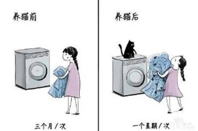 网友分享养猫前后的区别，感觉多了一位主子？痛并愉快着-4.jpg