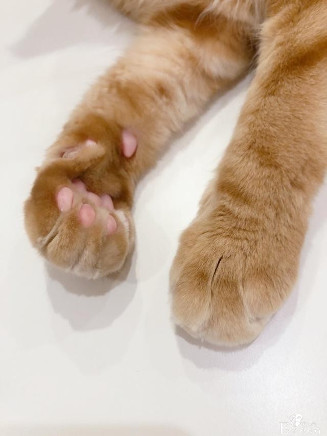 糟糕，40原老师最近都没咋画猫耳娘，而是专心晒猫了-8.jpg