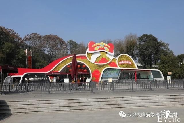 快来打卡！成都熊猫基地变装完成-1.jpg