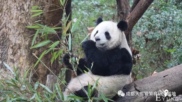 快来打卡！成都熊猫基地变装完成-4.jpg