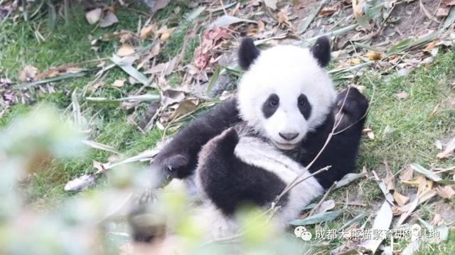 快来打卡！成都熊猫基地变装完成-7.jpg