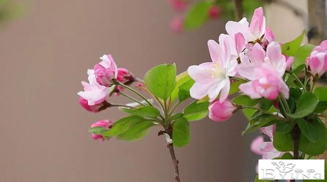 海棠花事繁，春光别无恙！江北新区新晋网红已上线，今天你打卡了吗？-5.jpg