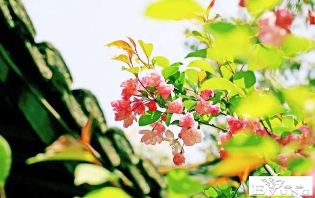 海棠花事繁，春光别无恙！江北新区新晋网红已上线，今天你打卡了吗？-32.jpg