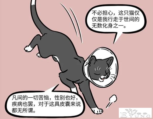 非人哉：大士真的太善良了，化身成猫被绝育了，依然不忘普度世人-3.jpg