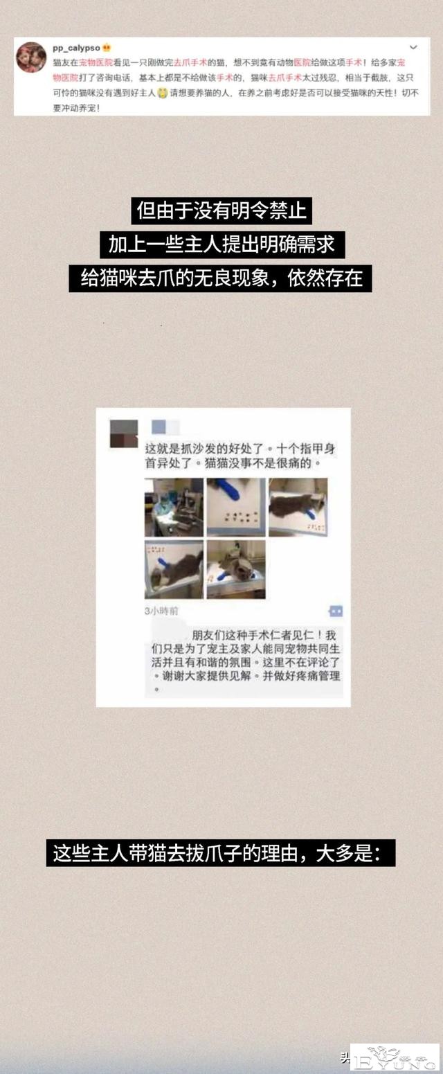 我逃过了虐猫者，却没逃过这场手术（漫画）-12.jpg