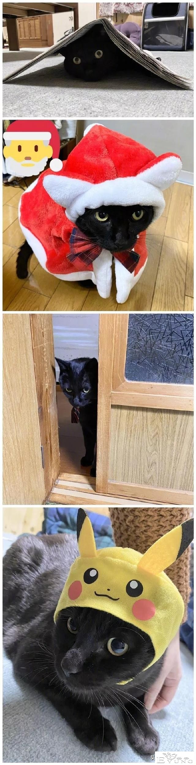 漫画《猫猫的误会》我家的猫也是经常这样的-6.jpg