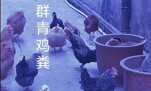 史上最速100000000播放！“日本凤凰传奇”又来血洗二次元-26.jpg