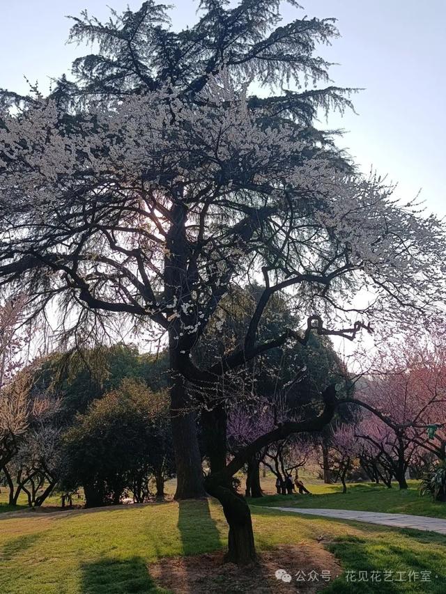 跟着花开赏古建-梅花与梅文化馆的千年对话-2.jpg