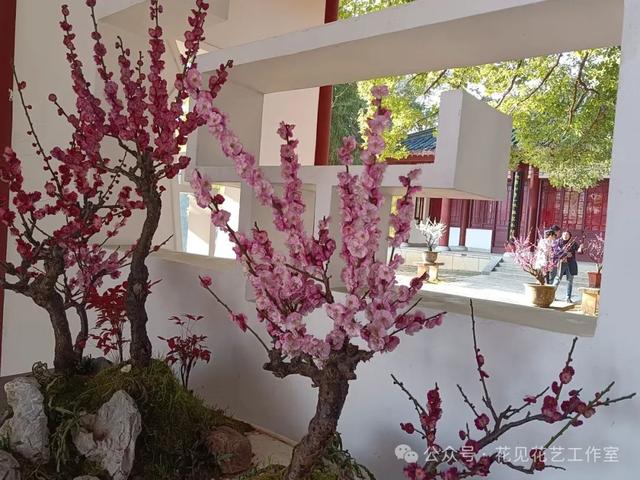 跟着花开赏古建-梅花与梅文化馆的千年对话-6.jpg