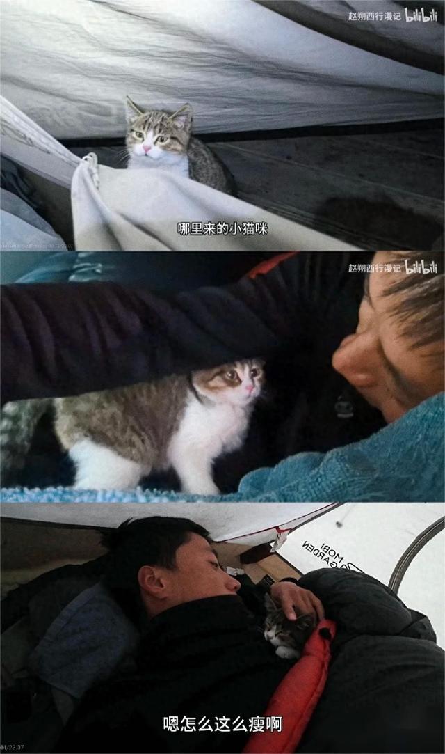 风雪西行路：一只叫“悟空”的流浪猫如何叩开千万人的心扉-1.jpg