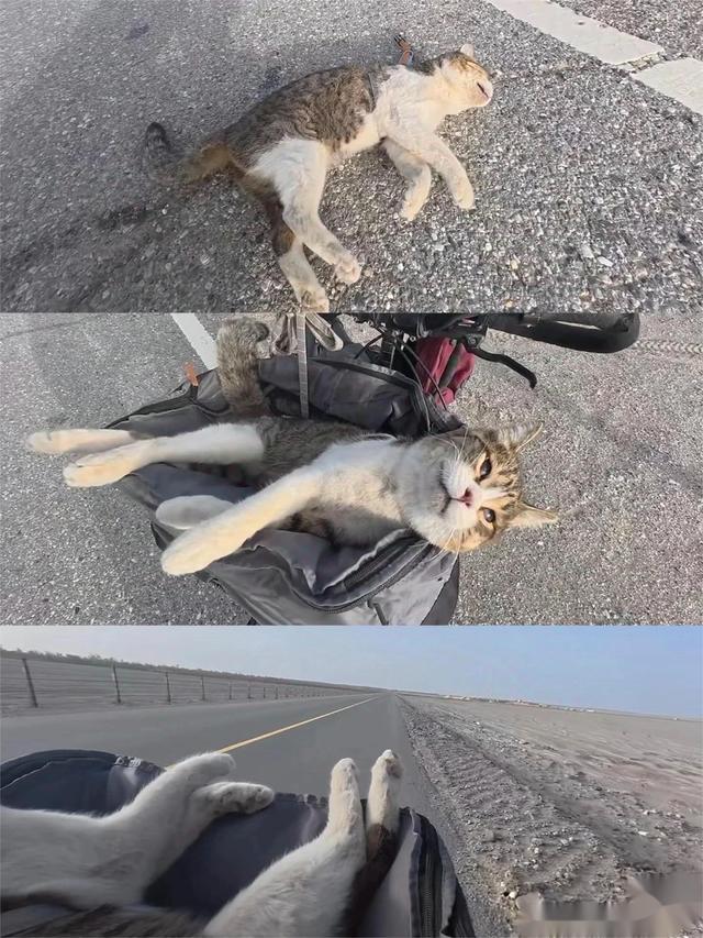 风雪西行路：一只叫“悟空”的流浪猫如何叩开千万人的心扉-3.jpg