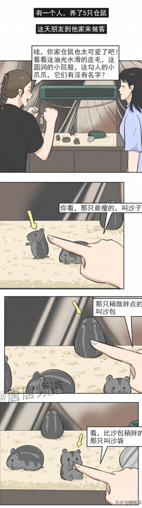 一只名叫沙雕的仓鼠
